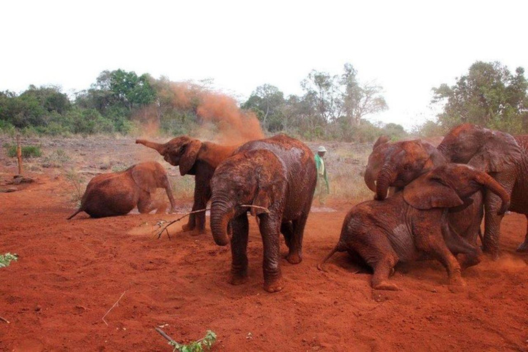 Nairobi: David Sheldrick Elephant Orphanage Visit