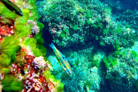 Alcudia: sightseeing, zeegrotten en snorkelavontuur per boot3 uur durende speedboottocht - grotten, snorkelen en sightseeing