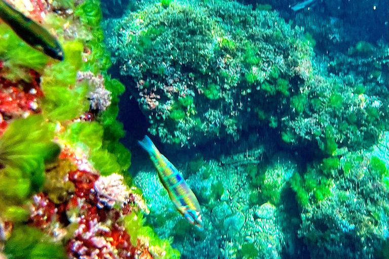 Alcudia: sightseeing, zeegrotten en snorkelavontuur per boot3 uur durende speedboottocht - grotten, snorkelen en sightseeing