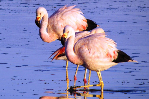 Escursione alla Riserva Nazionale della Laguna di Salinas ad Arequipa