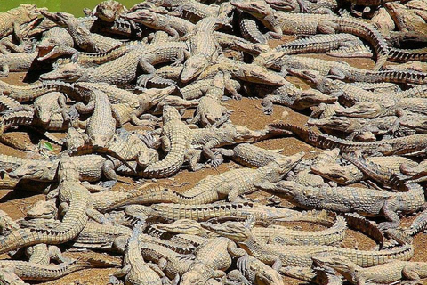Agadir: Crocoparc & Goats in Argan Trees - Family Day Out