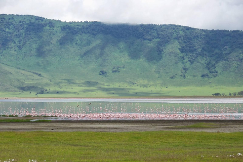 恩戈罗恩戈罗火山口一日旅行（含游猎）