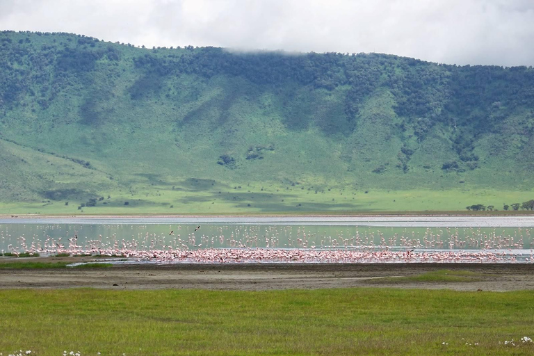恩戈罗恩戈罗火山口一日旅行（含游猎）