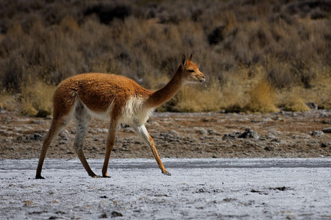Salinas and Aguada Blanca Nature Reserve From Arequipa: Salinas and Aguada Blanca, Transportation and Lunch Included