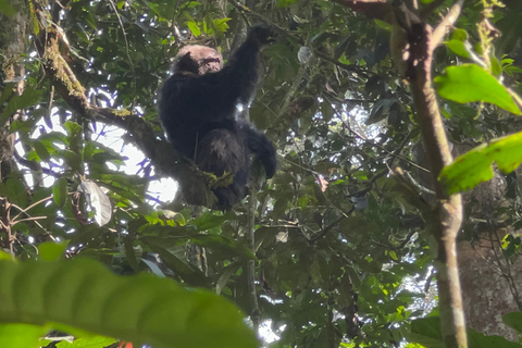 Excursion d&#039;une journée au lac Bunyonyi et dans la forêt de Kalinzu pour un trekking avec les chimpanzés