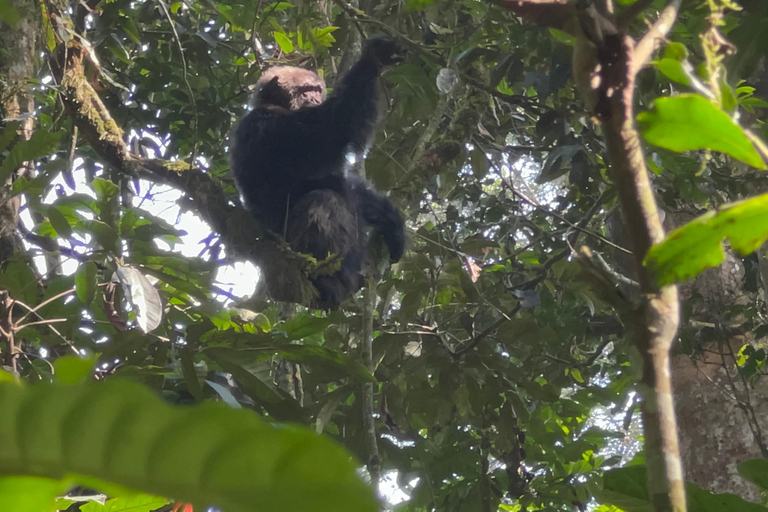 Excursion d&#039;une journée au lac Bunyonyi et dans la forêt de Kalinzu pour un trekking avec les chimpanzés