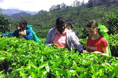 Au départ de - Induruwa / Maha Induruwa / Kosgoda Excursion d&#039;une journée à Ella