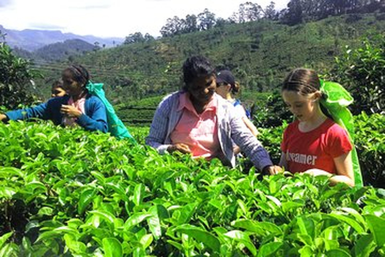 Au départ de - Induruwa / Maha Induruwa / Kosgoda Excursion d&#039;une journée à Ella