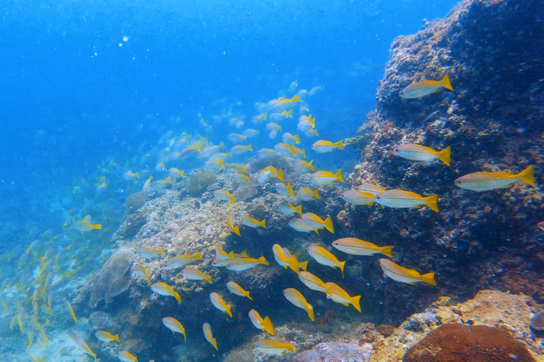 Muscat: Delfinbeobachtung und Schnorcheltour