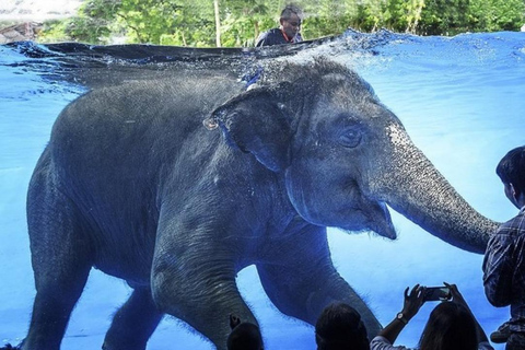 Voir Moo Deng au zoo ouvert de Khao Kheow