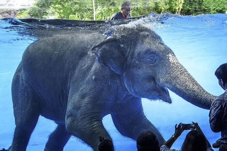 Att se Moo Deng på Khao Kheow Open Zoo