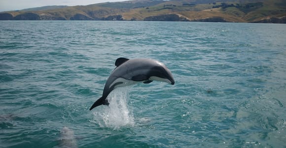 Dolphin Watching Tour