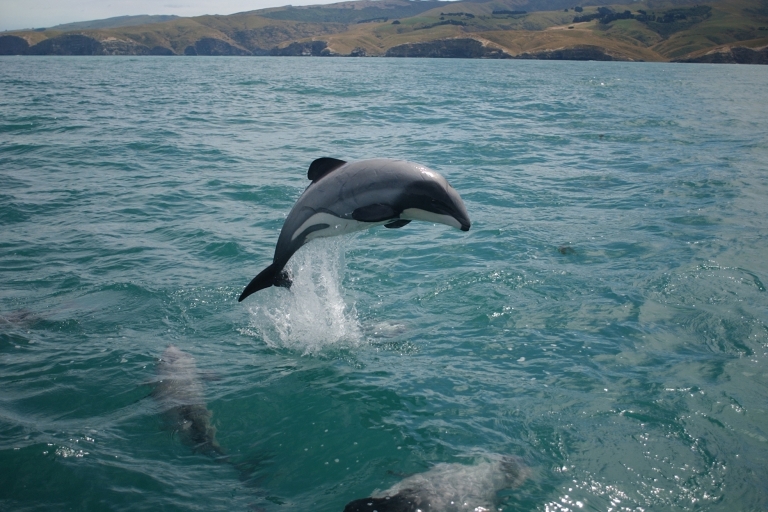 Dolfijnen-kijktocht