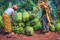 Marangu d'une journée - Housity