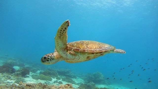 Muscat: snorkelen op de Daymaniat-eilanden met lunch en verfrissing