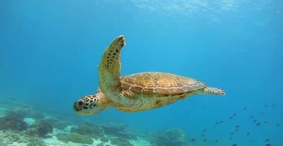 Muscat: Daymaniat Islands Snorkeling with Lunch & Refresment