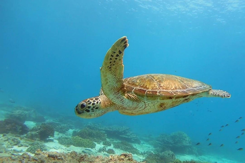 Oman: Snorkeltrip Daymaniyat Eilanden met Lunch