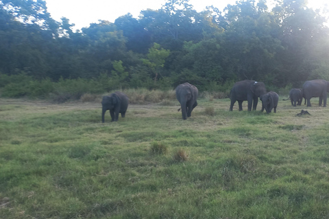 Vanuit Habarana: Minneriya Nationaal Park 4x4 Jeepsafari