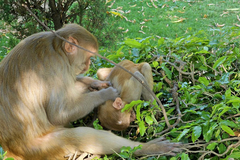 8-Day Golden Triangle Tour With Ranthambore & Jhalana Safari Tour With 3-Star Hotel Recommendation