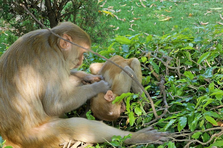 8-Day Golden Triangle Tour With Ranthambore & Jhalana Safari Tour With 3-Star Hotel Recommendation