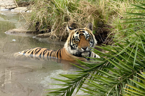 6-Day Golden Triangle & Ranthambore Tiger Safari from Delhi 6 Day Tour with Only Guides and tickets