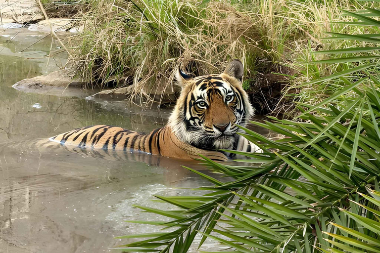 6-Day Golden Triangle & Ranthambore Tiger Safari from Delhi Tour with 4-Star Accommodation