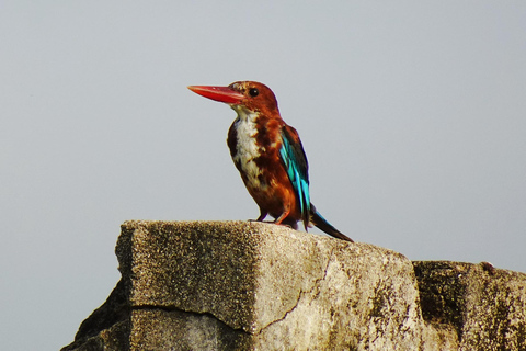 Búsqueda de aves en el mismo día en Bharatpur desde Delhi