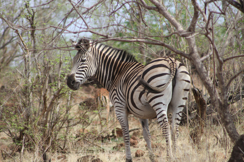 Victoria Falls: Safari game drive tour 3 hours