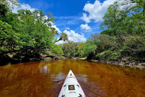 Orlando Alligator Experience: Day-Trip From Orlando Standard Option