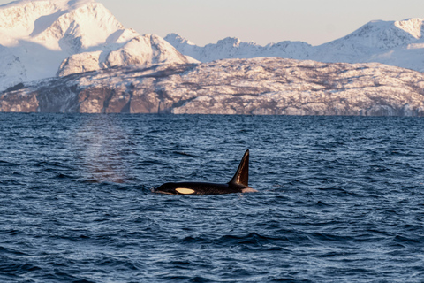 From Tromsø: Whale Watching Safari on High-Speed Catamaran