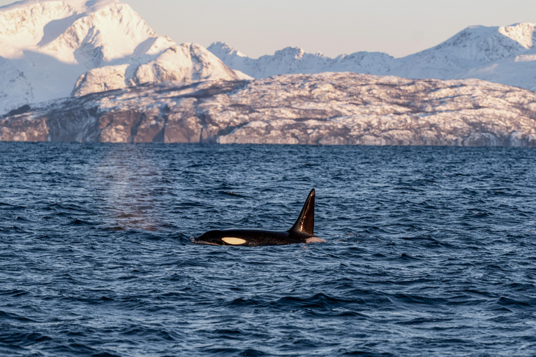 From Tromsø: Whale Watching Safari on High-Speed Catamaran