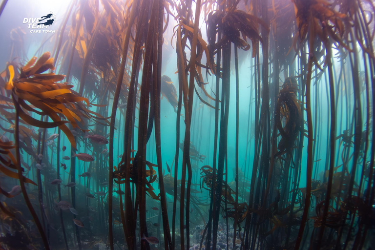 Cape Town: Discover Scuba Diving - 1 day experience