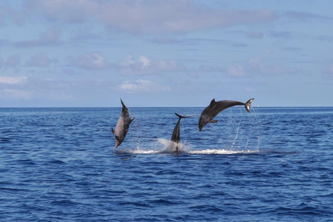 Nadar con delfines en la isla Terceira