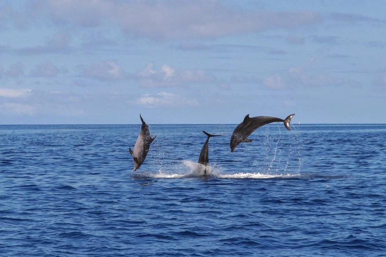 Nuotare con i delfini nell&#039;isola di Terceira