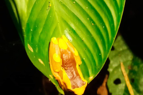 AMAZONAS-ÜBERLEBENSREISEAMAZON-ÜBERLEBENSREISE