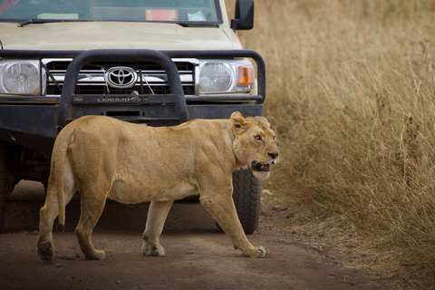 3 Days Tanzania Mid-Range Safari to Ngorongoro &amp; Manyara