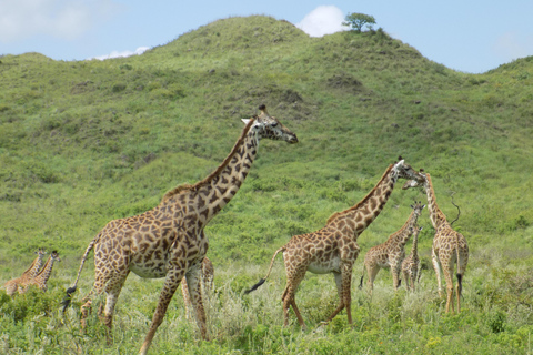 阿鲁沙：3日国家公园导游Safari游