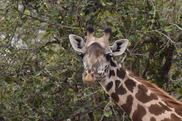 Tarangire: One Day-Trip, Many Wonders