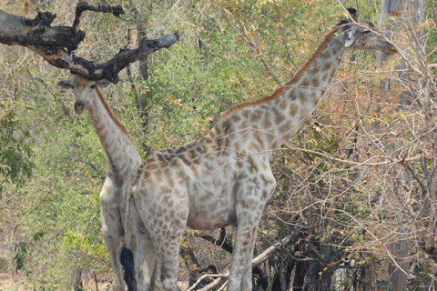 Livingstone: Recorrido en vehículo de caza y paseo corto por el safari del rinoceronte blanco