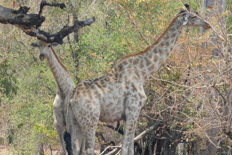 Livingstone: Game Drive och safari med vita noshörningar Short Walk