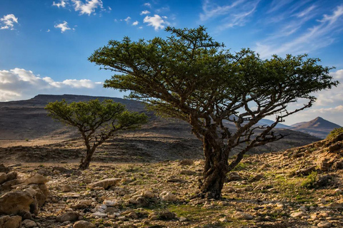 Salalah West Wadi Dawkah, Al Mughsayl Beach, and Nabi Ayoub