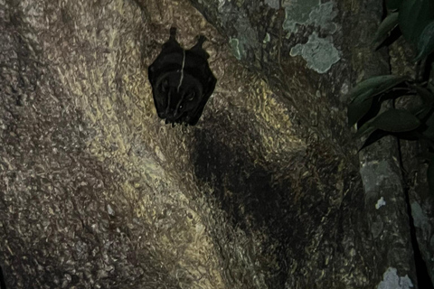 Monteverde: Caminhada noturna no Refúgio de Vida Selvagem de Monteverde