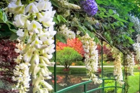ノース・アトランタギブス・ガーデンズ セルフ・ガイド・スリングショット・ツアー