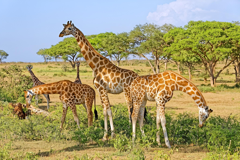 Uganda: 2-Day Lake Mburo National Park Safari