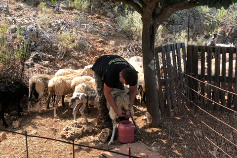 Gebiet Chania: Kochkurs auf einem Bauernhof im Dorf StylosKochkurs mit traditionellen Gerichten und biologischen Lebensmitteln