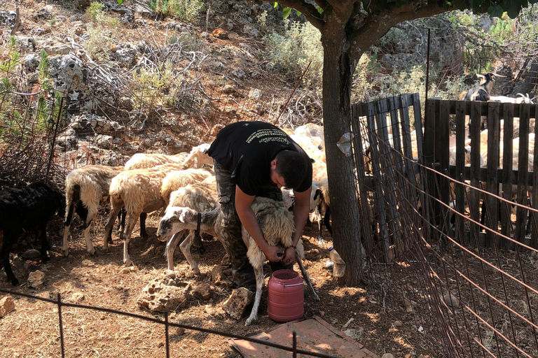 Gebiet Chania: Kochkurs auf einem Bauernhof im Dorf StylosKochkurs mit traditionellen Gerichten und biologischen Lebensmitteln