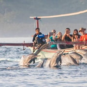 Lovina: Wild Dolphin Watching at Sunrise by Traditional Boat