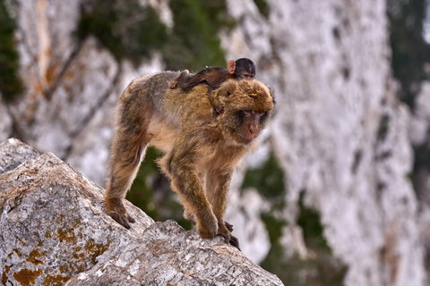 Gibraltar at your own pace with full assistance from Málaga Gibraltar Day Trip with full assistence from Málaga