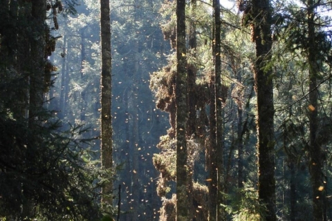 Santuario de la Reserva de la Mariposa Monarca de México y Valle de Bravo