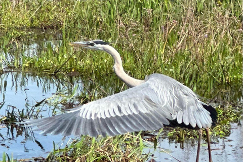 Kissimmee: Everglades Alligator and Wildlife Airboat Tour